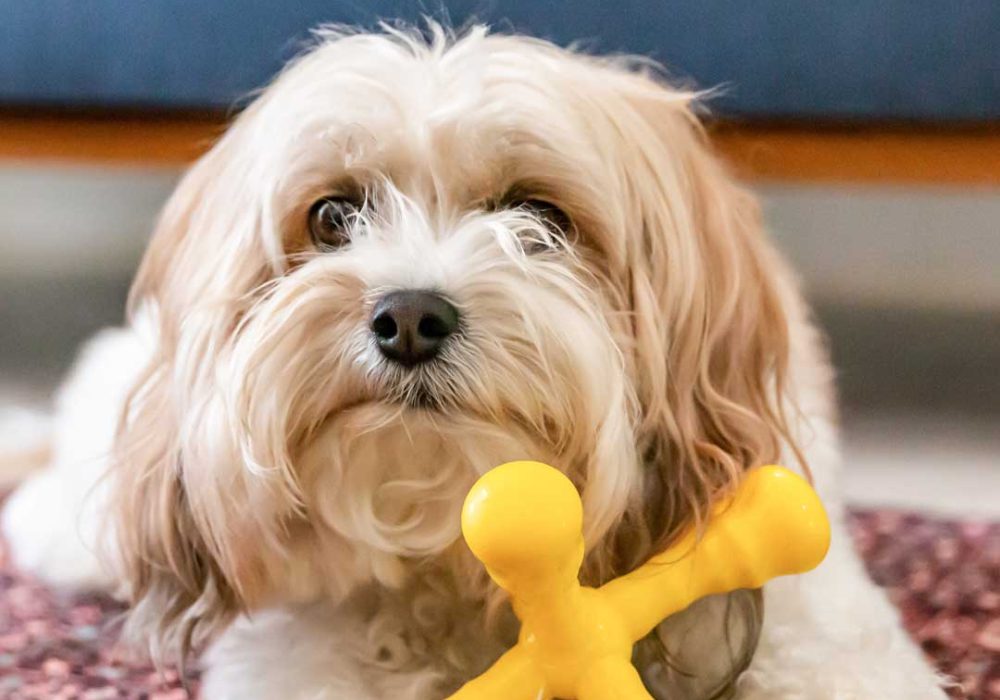 cute-dog-lying-on-a-rug-with-her-yellow-dog-toy-2021-08-30-14-35-24-utc.jpg